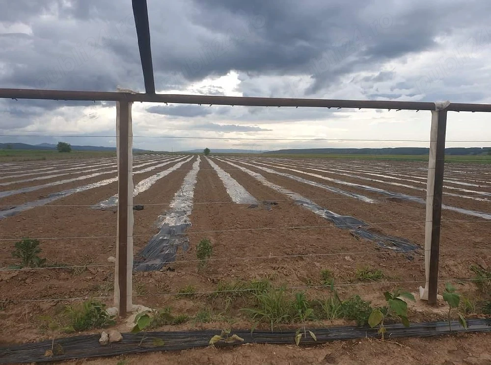 Angajez muncitori in Legumicultura in ROMÂNIEA la plantat palisat copilit. 