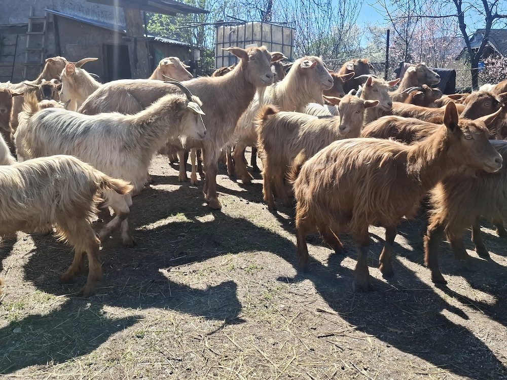 Capre și iede de tinut