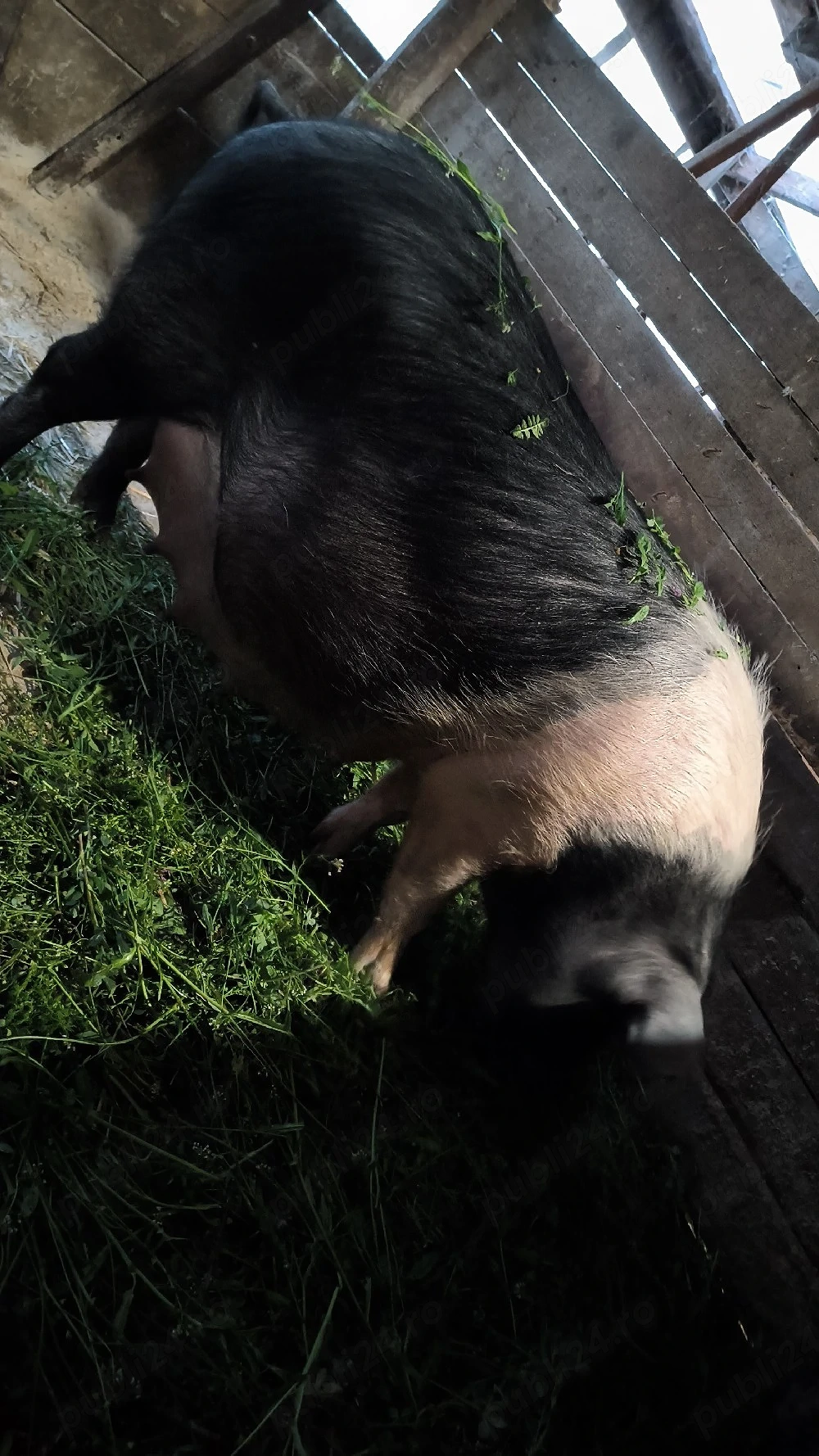 Scrifiță bazna pregătită de fătare 