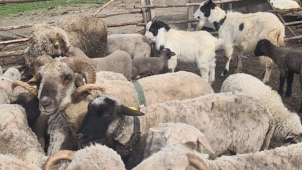 Ied,iezi pt Paste sau prasila