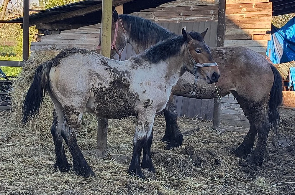 vand iapa cu mânză 