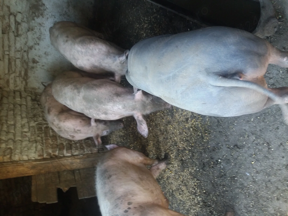 Disponibili 3 buc 90 100 kg