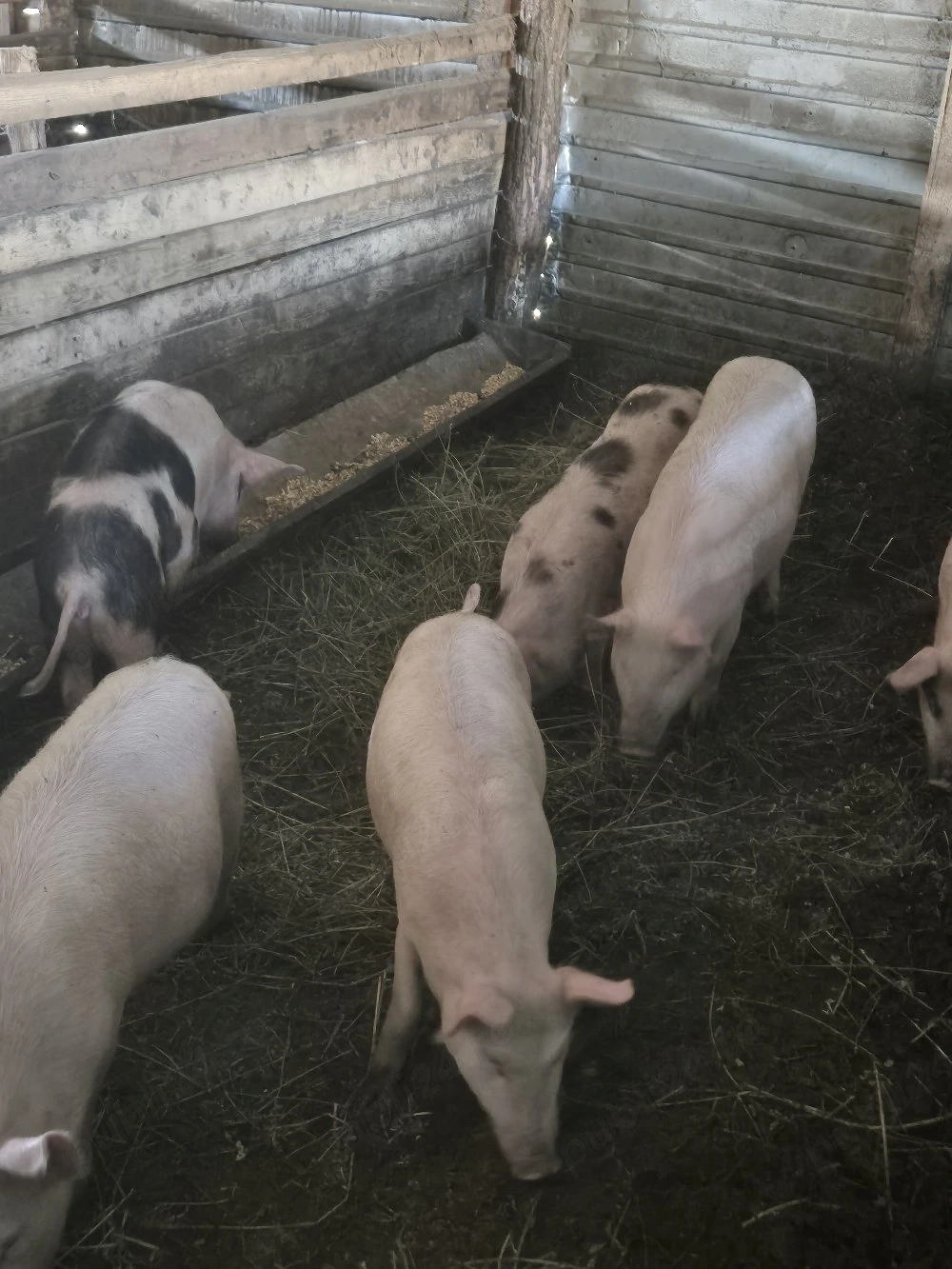 soladanei mancaciosi de vanzare