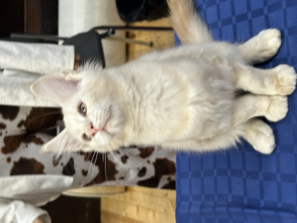 Pui de Maine Coon cu pedigree