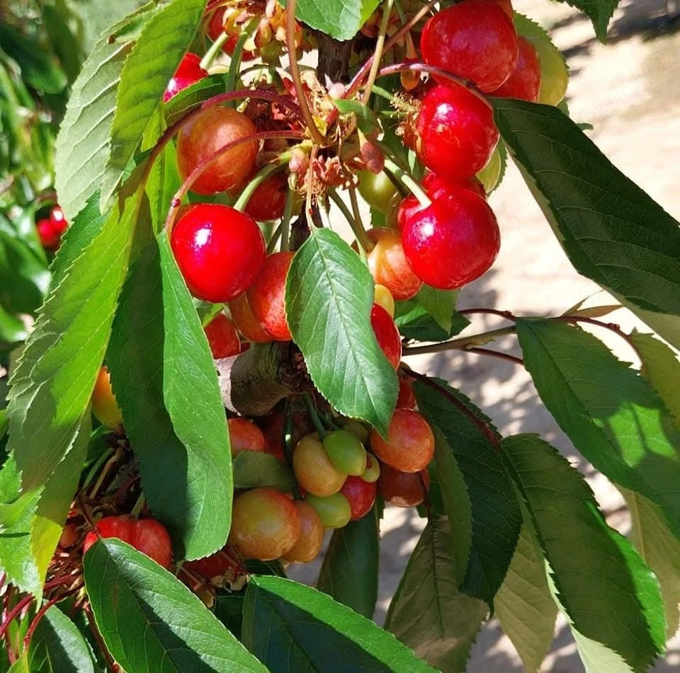 munca spania campanie 2026 oferim si cerem seriozitate