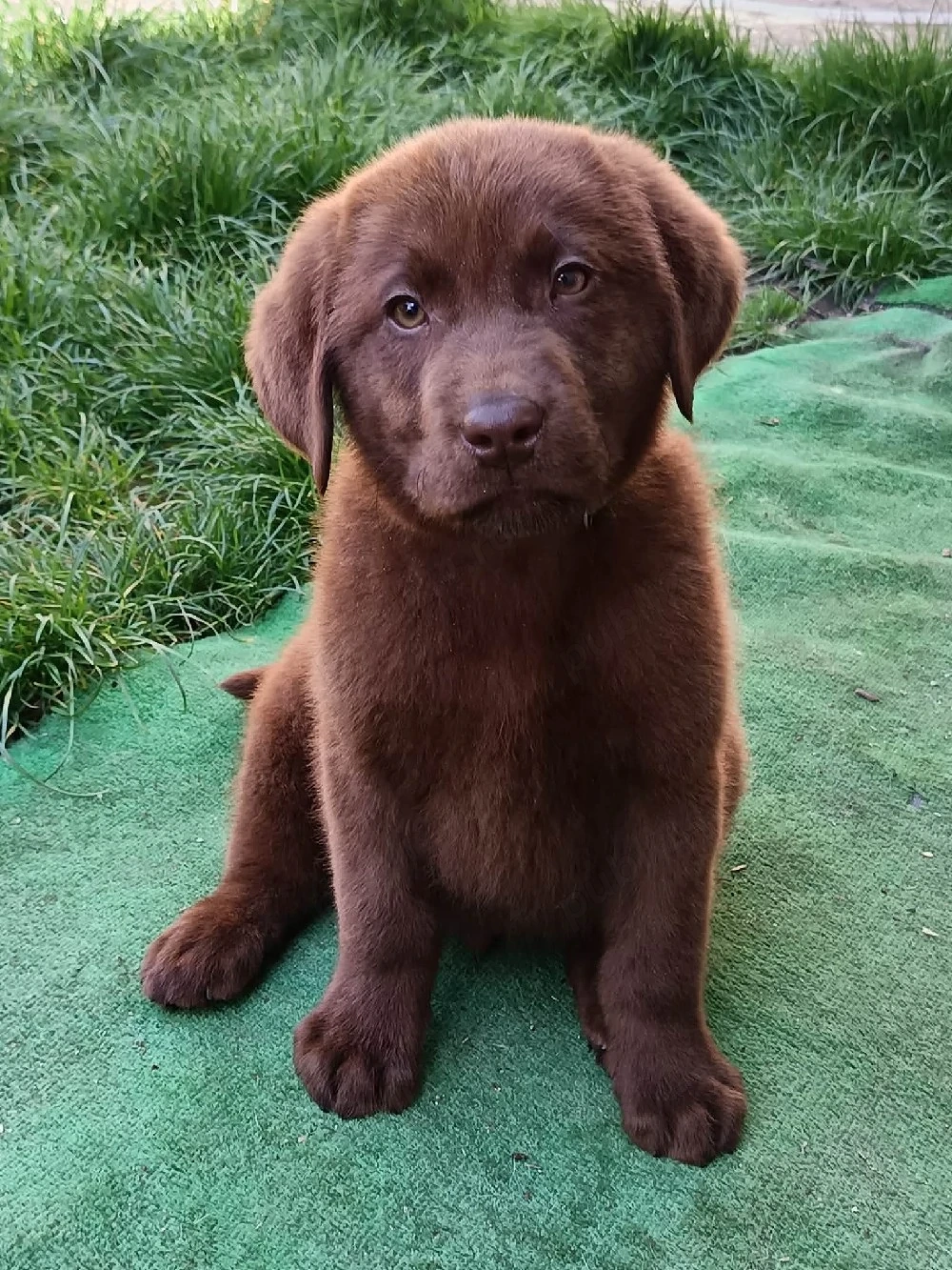 Labrador pedigree ciocolatiu