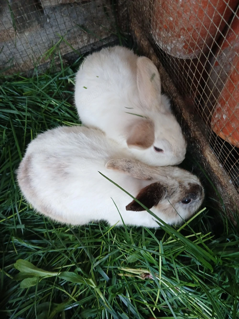 iepurasi cap de leu pitic