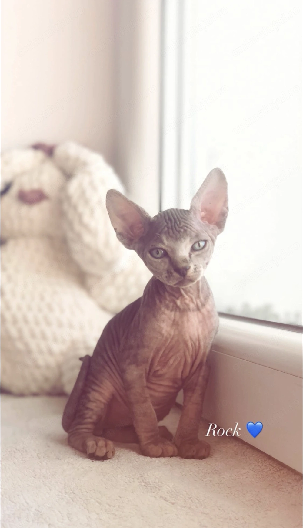 Puiuti pisică Sphynx