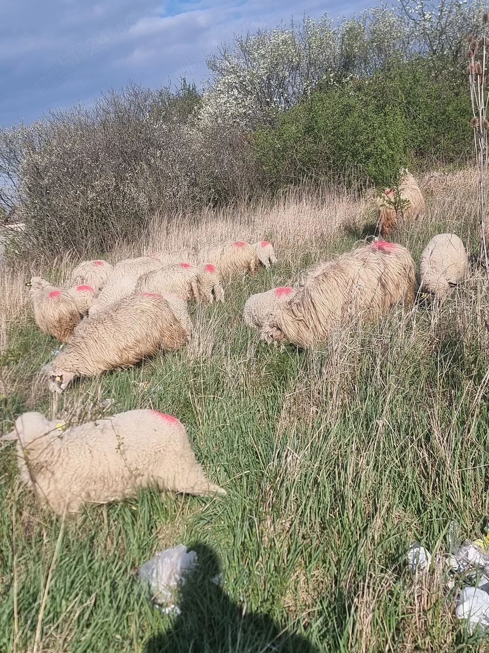 vand oi bune de tinut