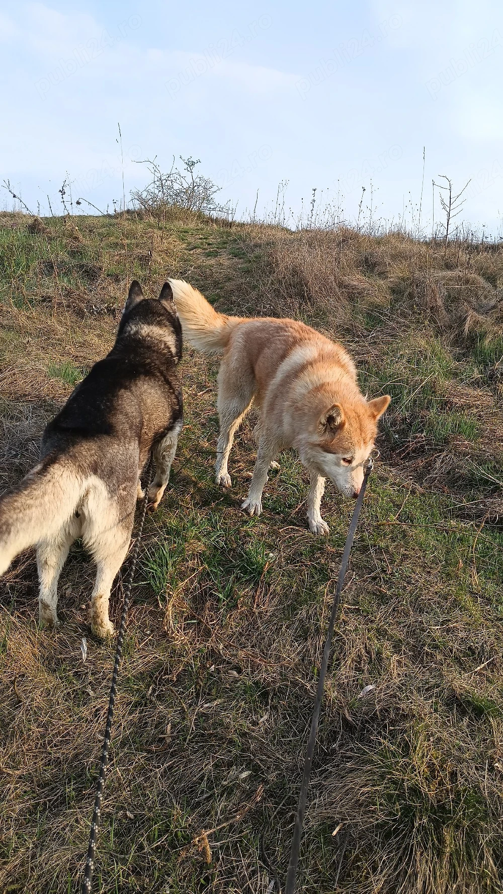 vând 9 câini rase exotice și rase pure 