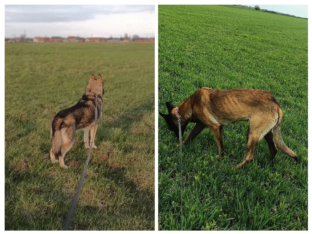 vând 9 câini și pui