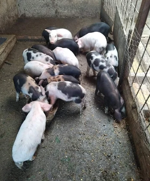 Vand purcei de prasila