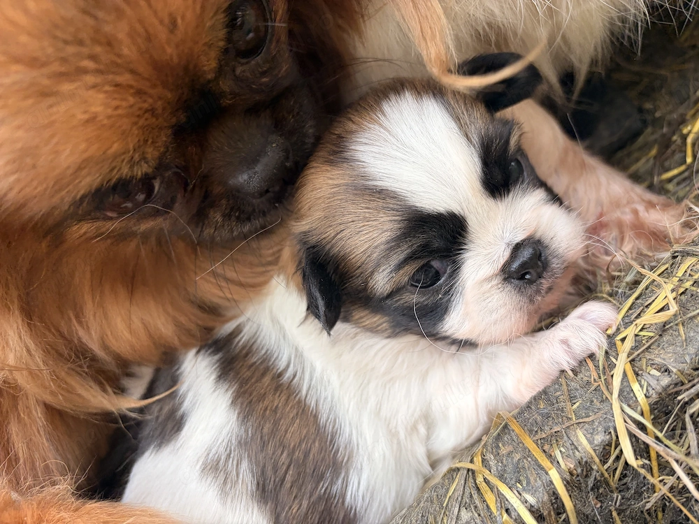 Acest pui de pechinez isi cauta o noua casa.