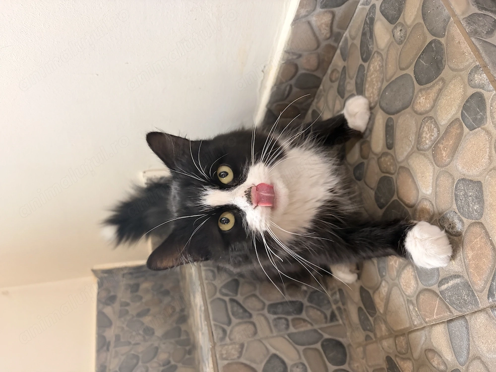 Acest motan isi cauta un nou stapan