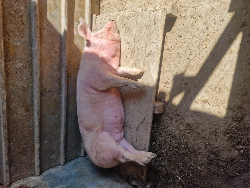 Scrofita de vanzare 90 100 de kg