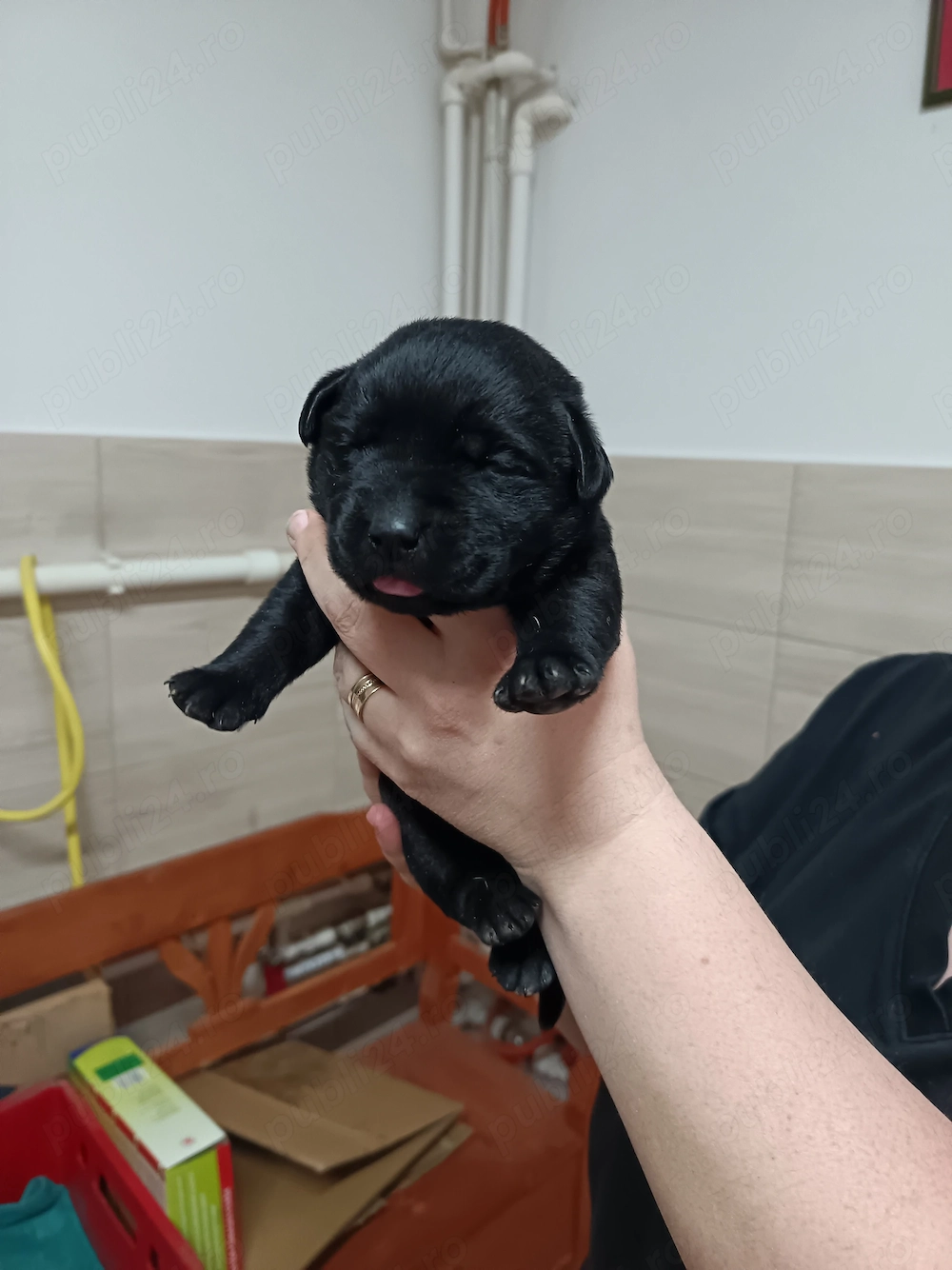 De vanzare Labrador pui