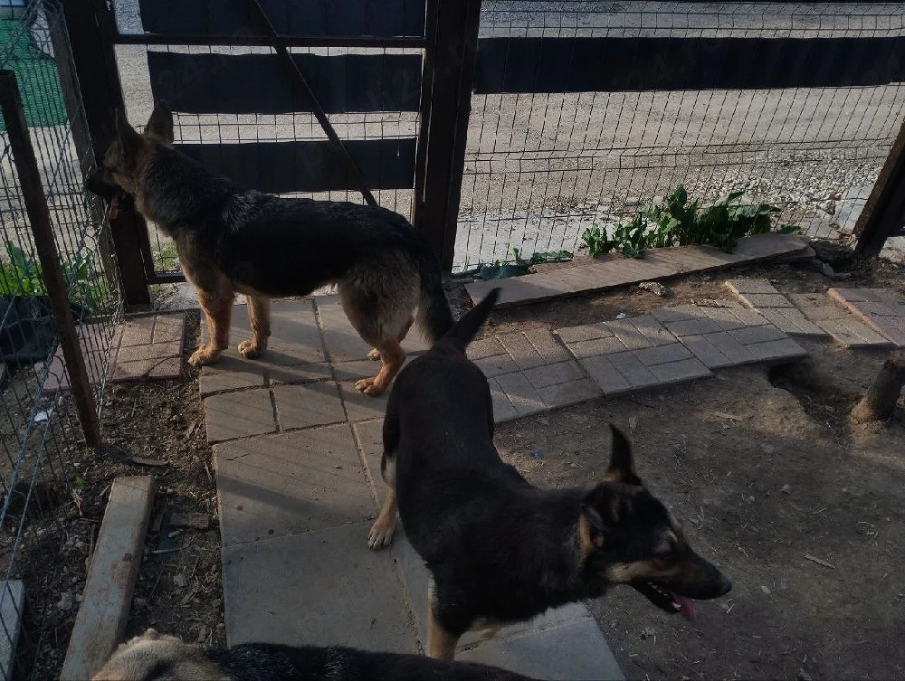 Ofer spre adoptie doua cateluse in varsta de 1 an, de ciobanesc german metis