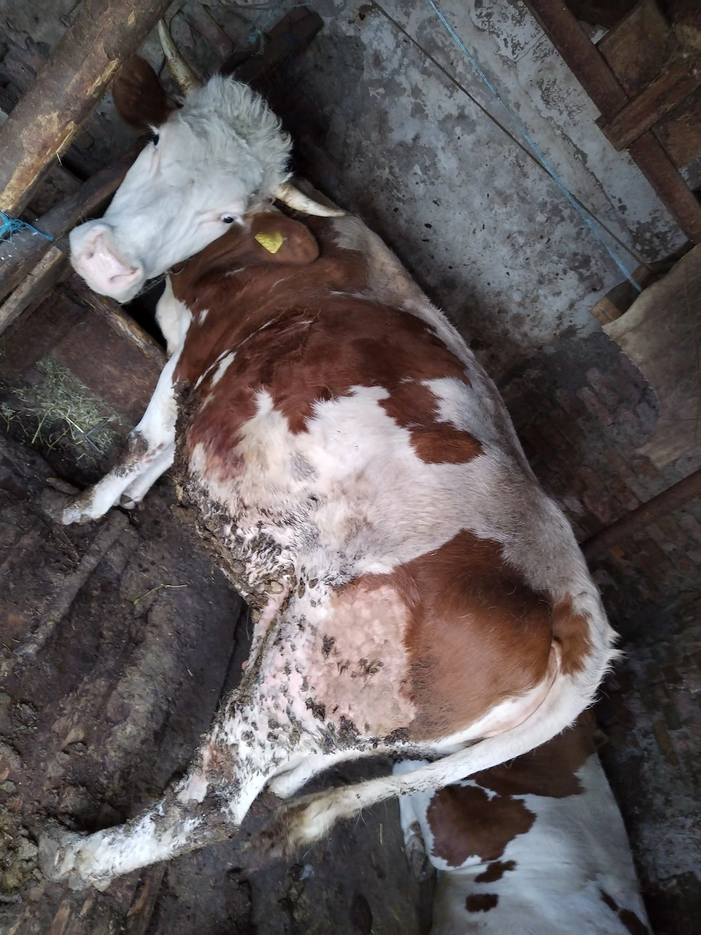 Vând vacă gestantă in ultima lună 