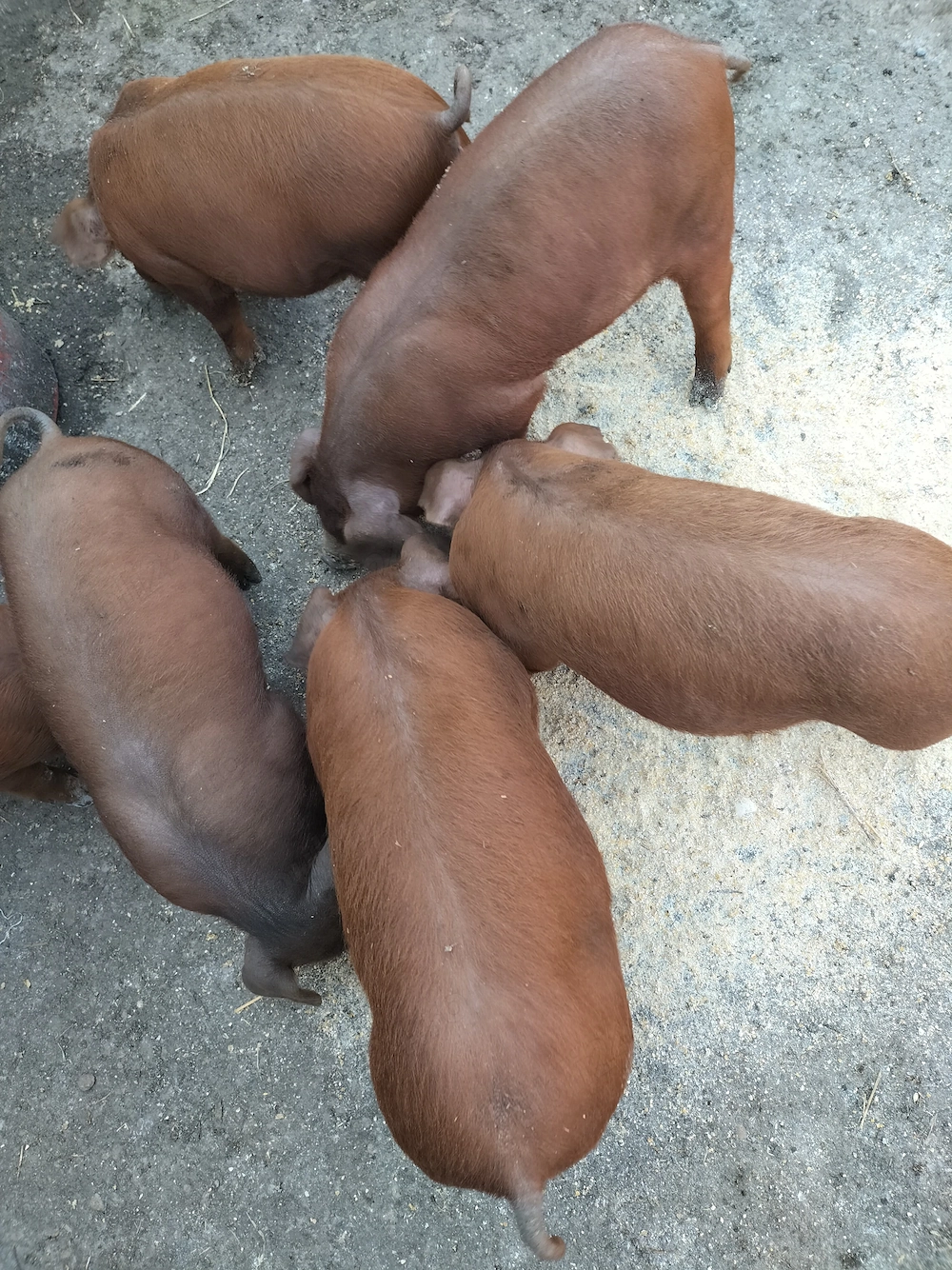 Purcei rasa pura duroc