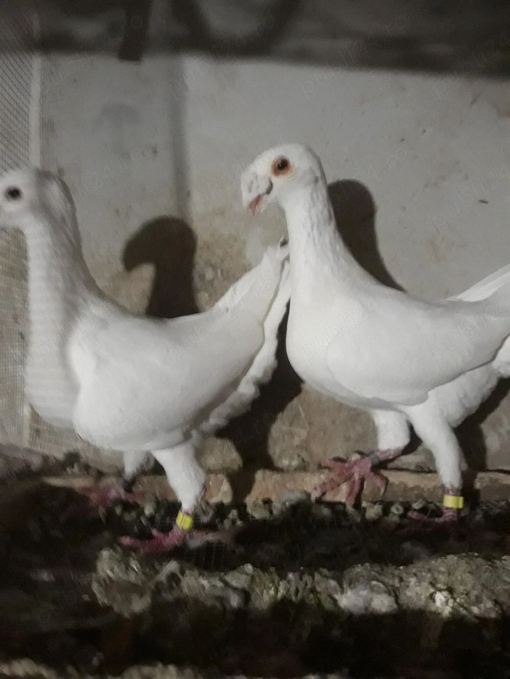 vand porumbei voiajori germani de frumusete de frumusete 