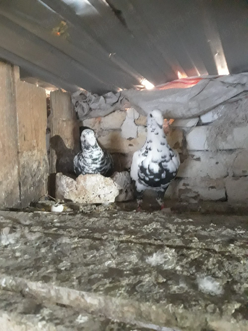 vand porumbei voiajori germani de frumusete de frumusete 