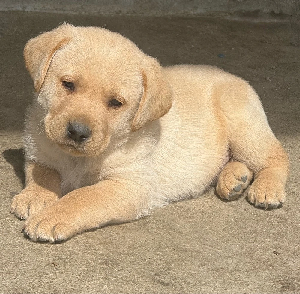 vand pui labrador 700 lei 