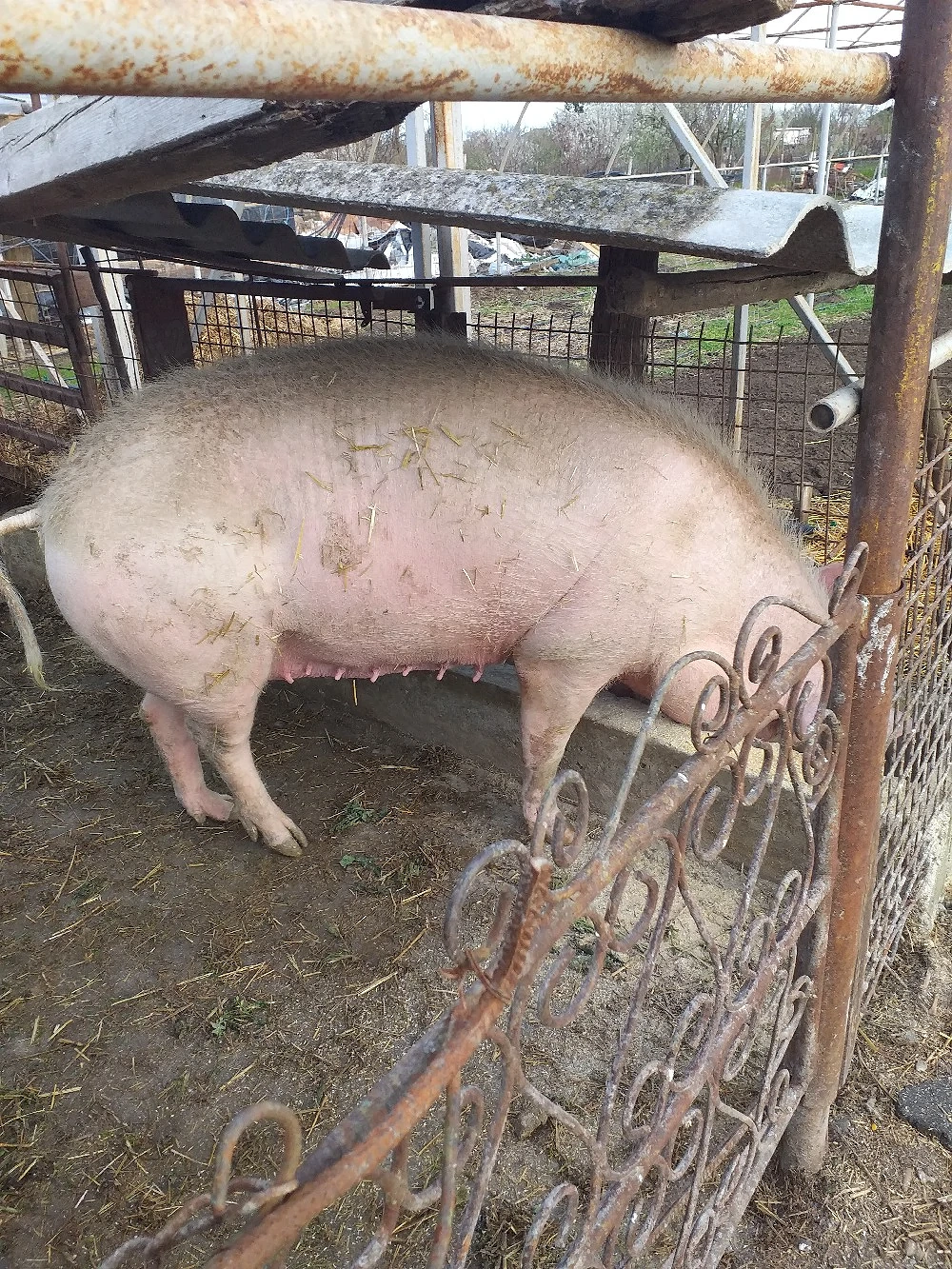 de vânzarea scroafă genstantă rasă landras montană cu landras termen de fătare luna mai 