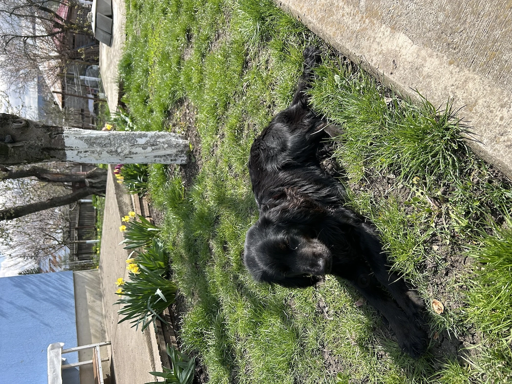 Cocker Spaniel de vanzare