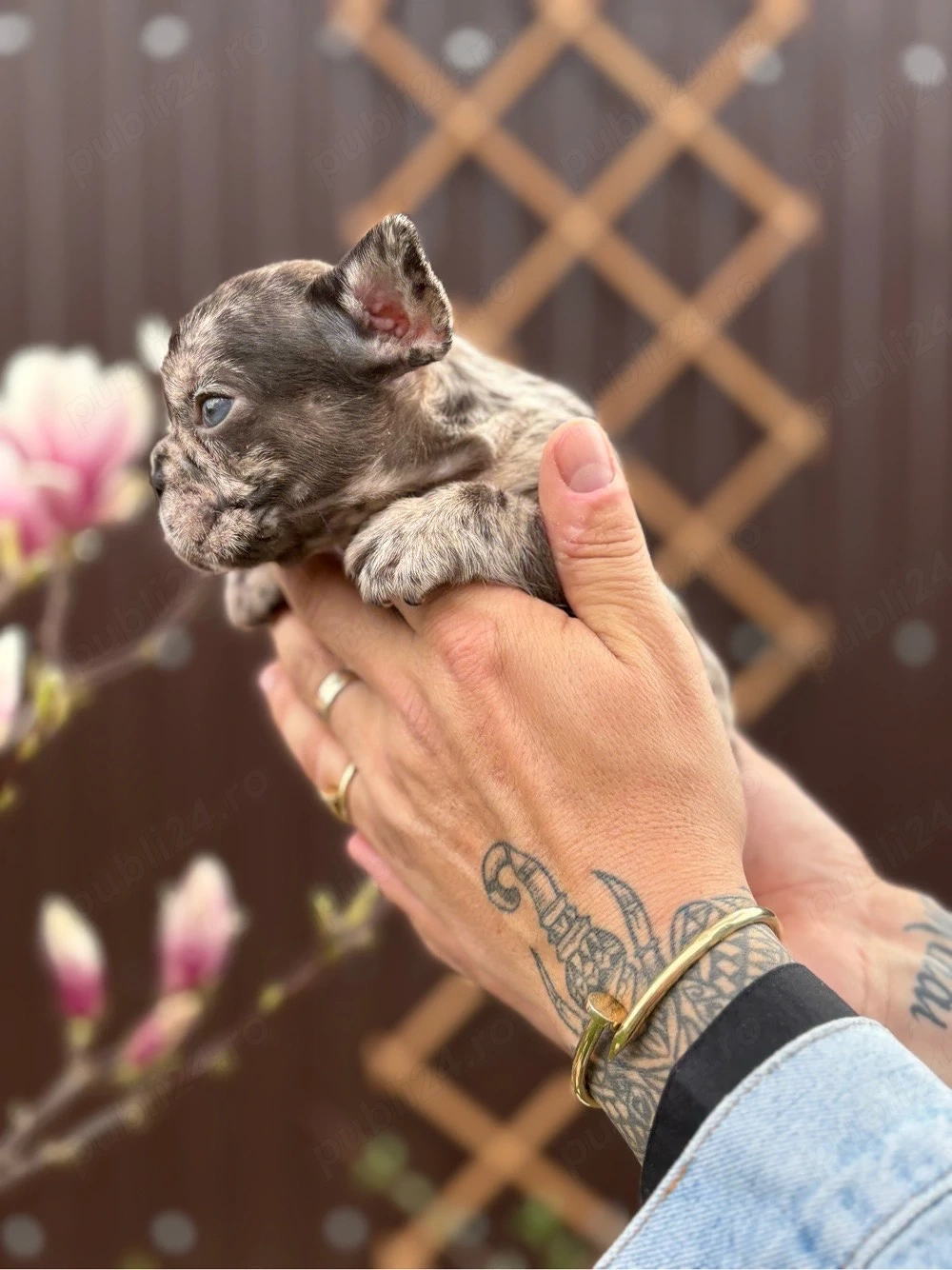 bulldog francez mele 