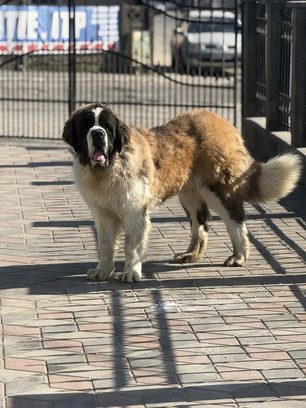 Saint Bernard mascul 10luni