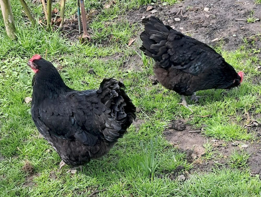 Vand gaini rasa AUSTRALOP, maturitate de un an