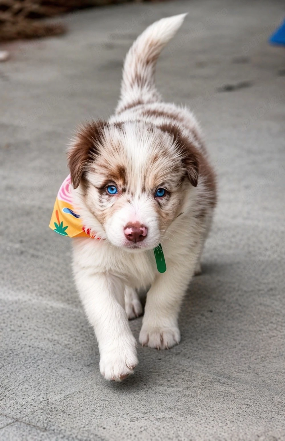 Border Collie Red Merle din părinți premiați cu Pedigree Export 