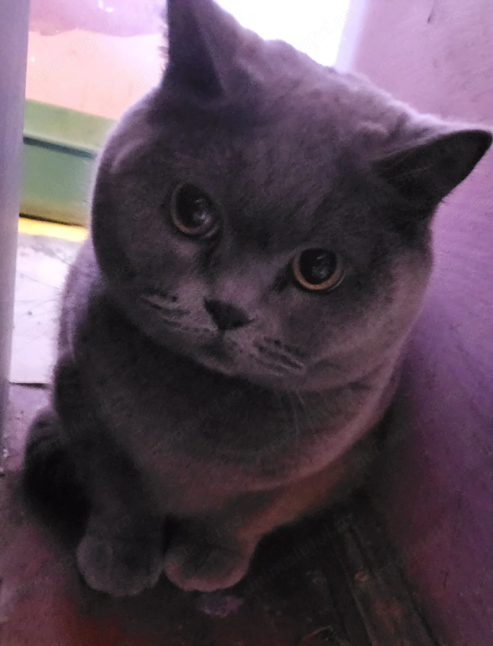 pisica british shorthair