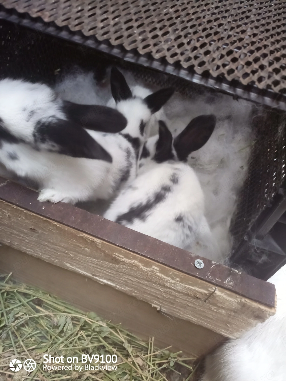 Iepurași drăgălași 