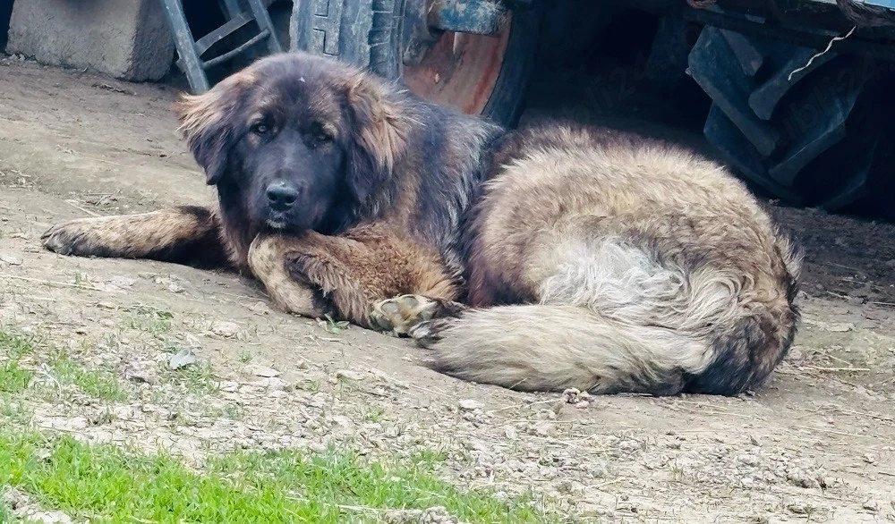 Femelă Ciobanesc 