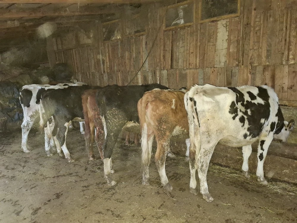 Vaci - juninigi la prima fatare. 