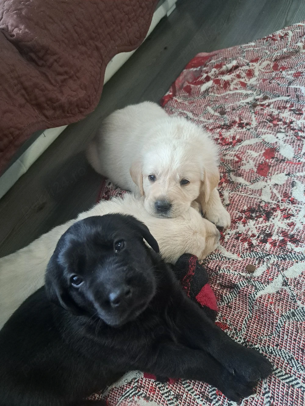 Pui Labrador retriever