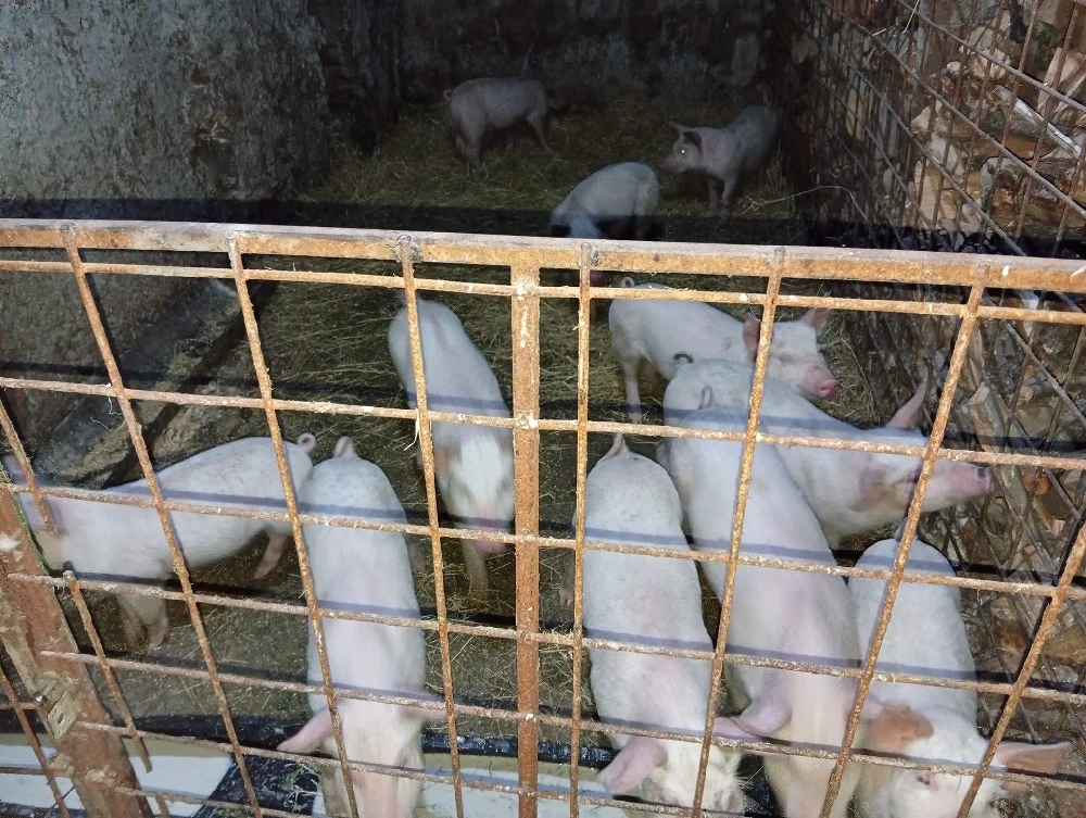 vand purcei de 7 săptămâni 