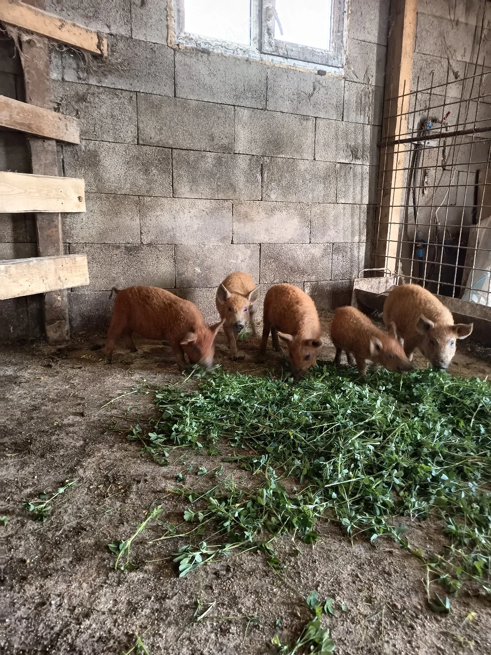 vand purcei mangalița de 8 săptămâni 