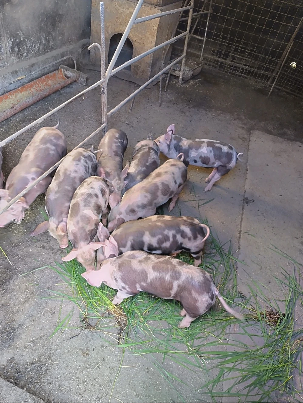 Vând purcei Petrean Belgian   masculi, 7 săptămâni