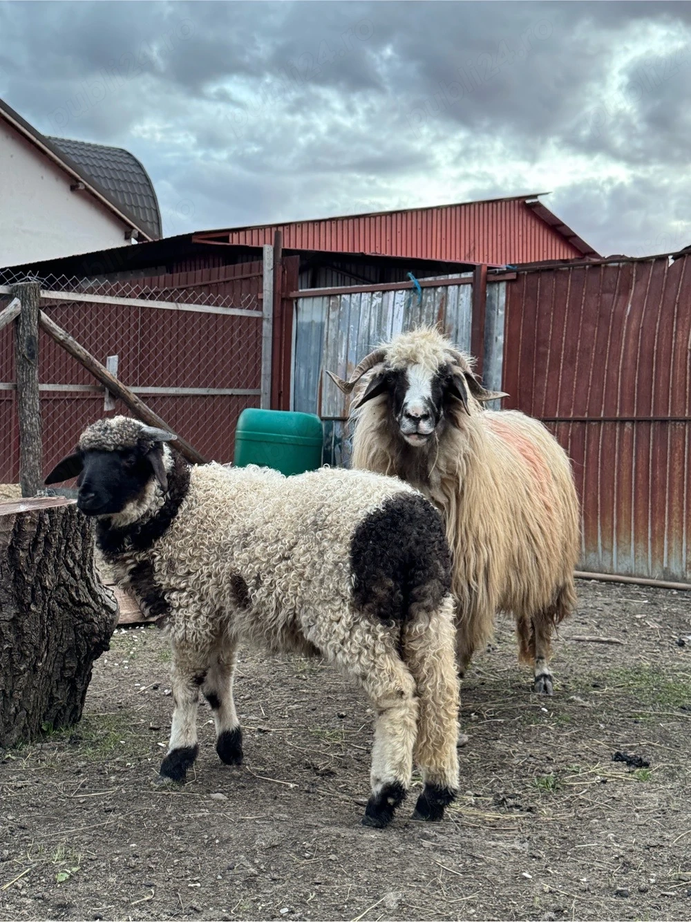 Oaie cu mieluta de vanzare