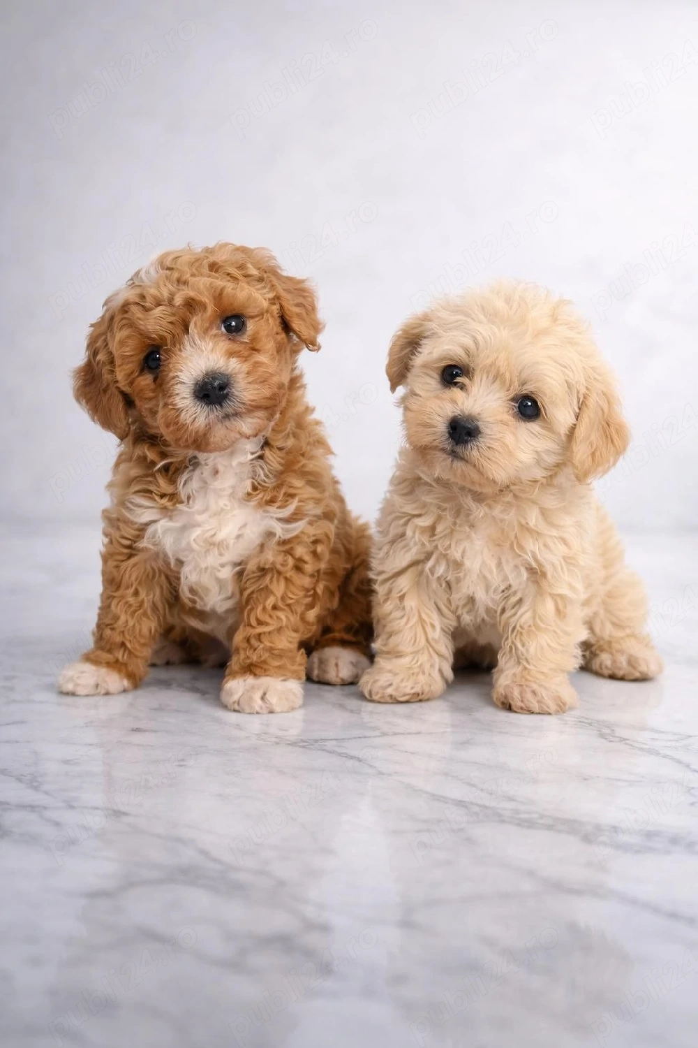 Maltipoo, jucăuși 