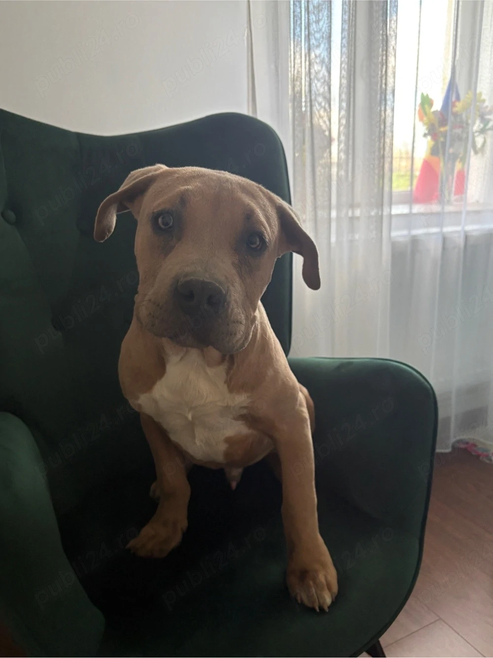 catel american bully