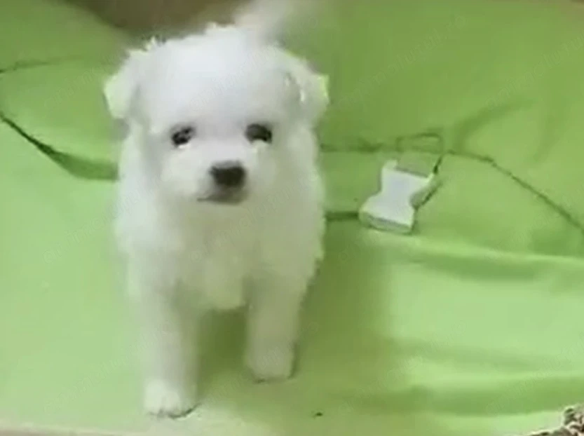 Bichon Maltez de vanzare 