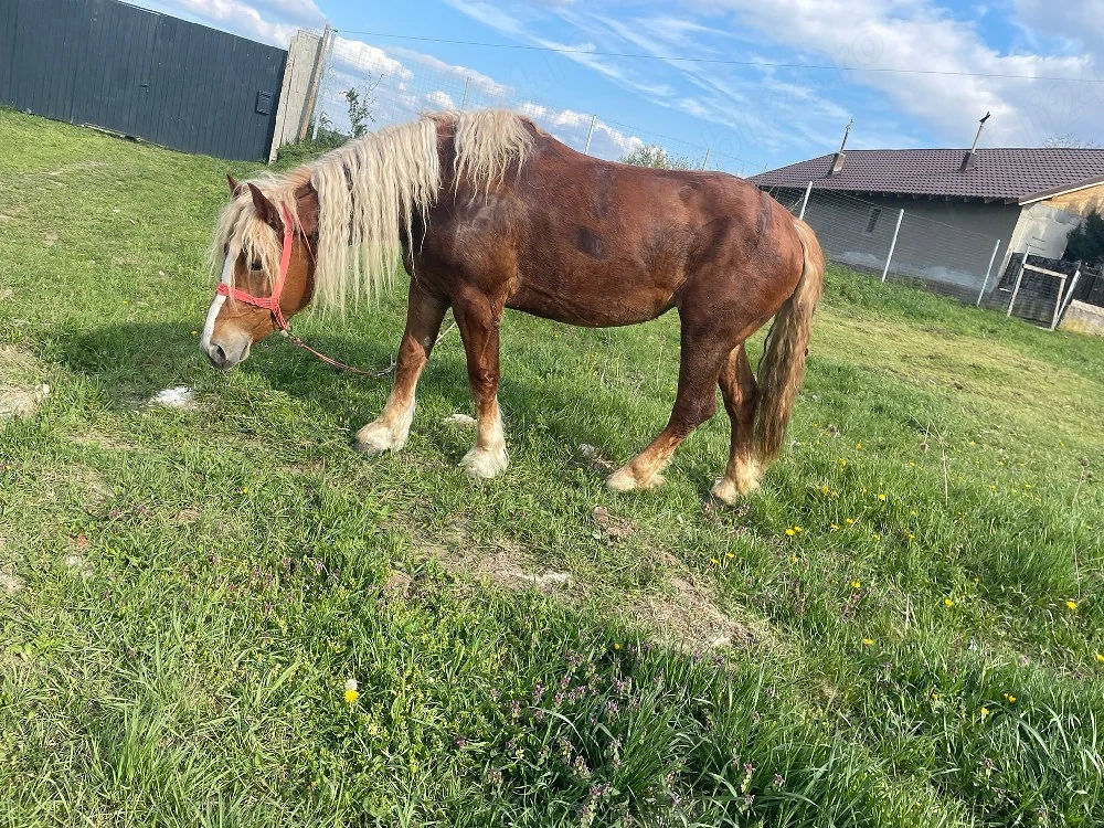 vand iapa buna de tras 