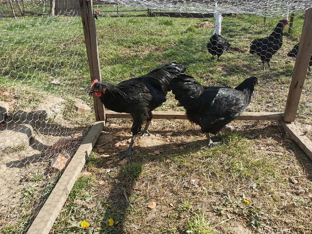 familii rasele australorp si marans