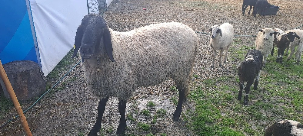 vând berbec carabaș