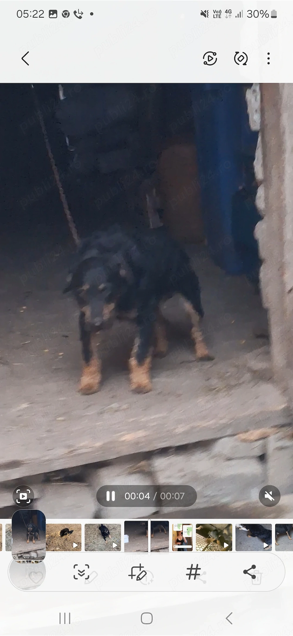 Vand jag terier foarte bun are un an jumate mai multe detali la tel