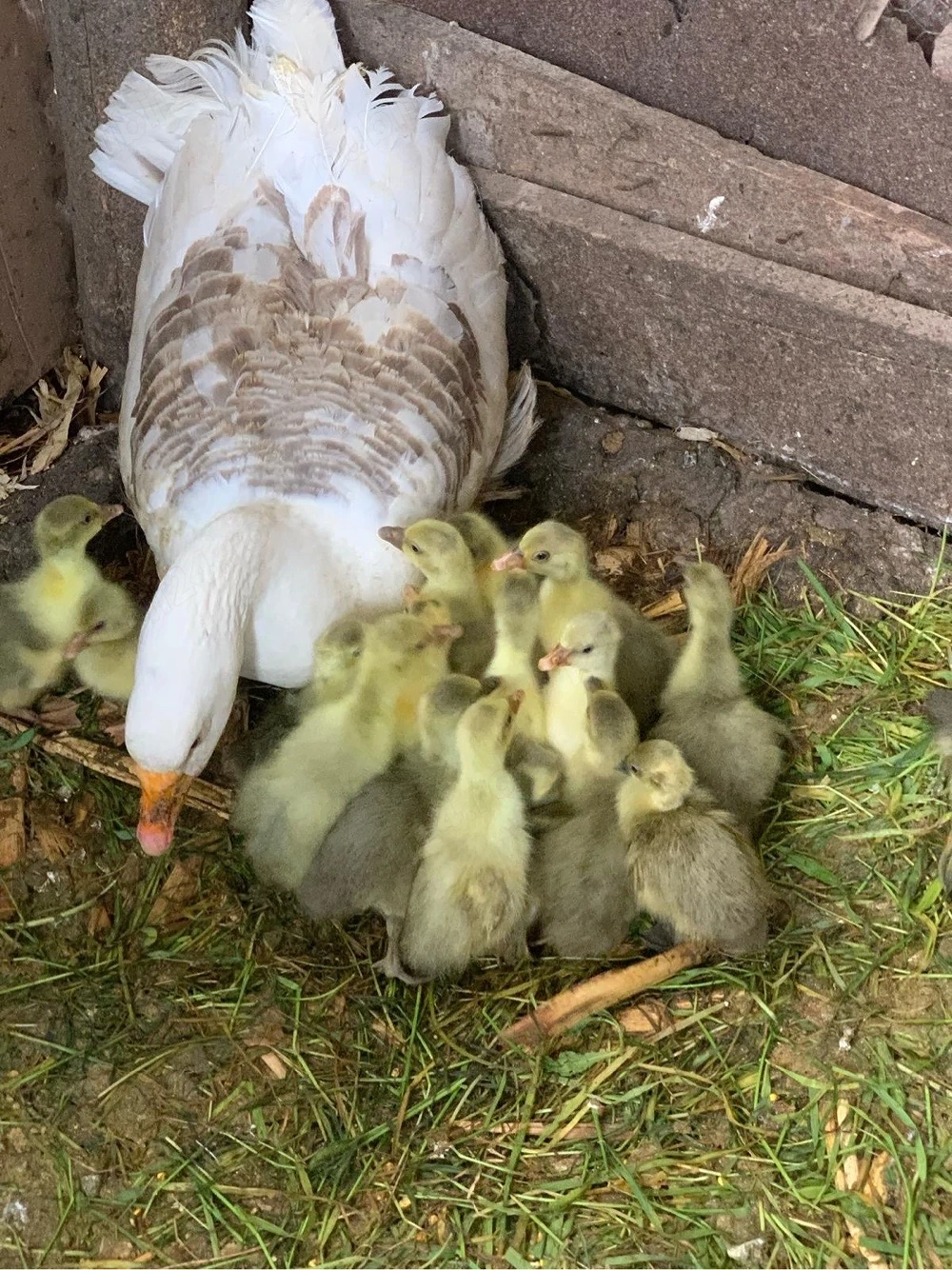 vand boboci de gasca rasa grea