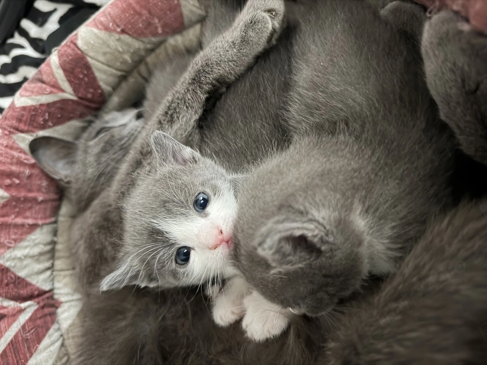 Albastru de Russia disponibil 2 pui